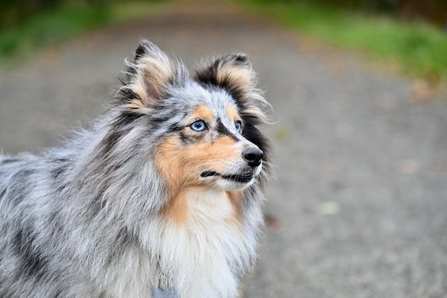 Shetland Sheepdog Sheltie