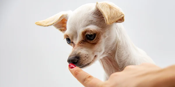 hond leren aanraken jouw hand