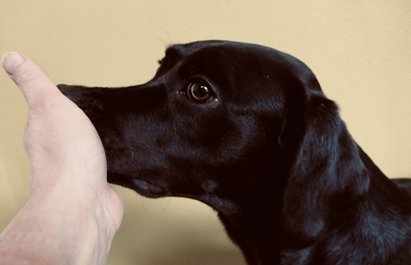 hond leren touch