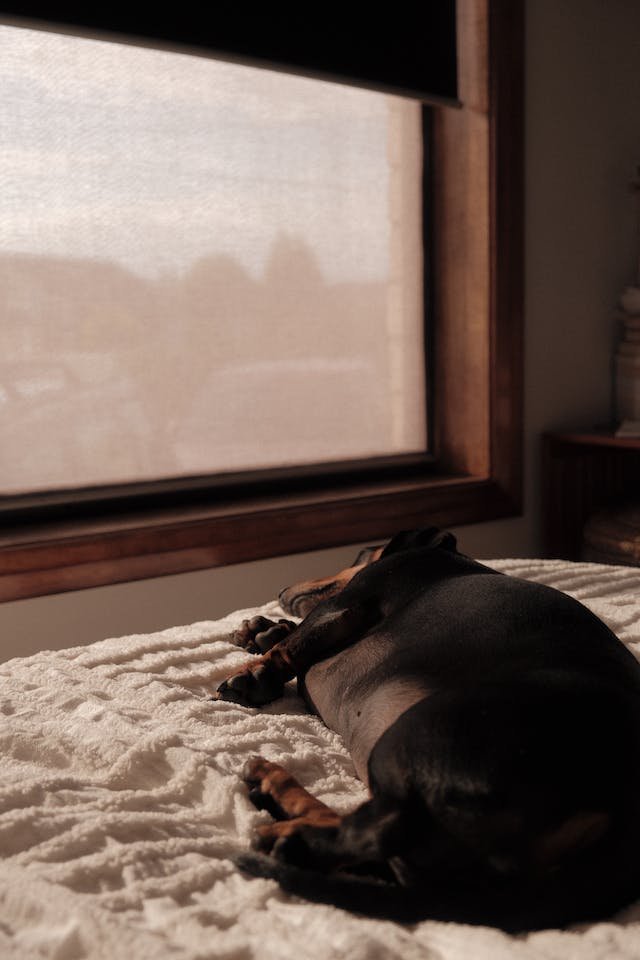 waarom ademen honden snel