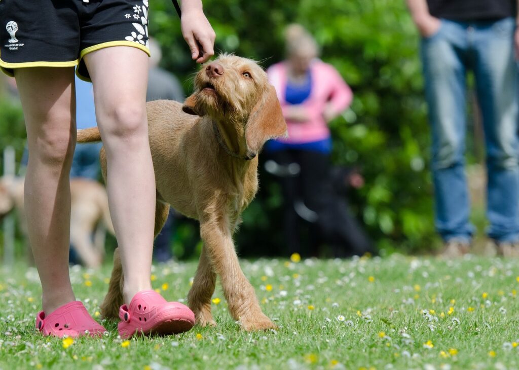 Wat Zijn De Beste Methoden Voor Hondentraining? Wat Zijn De Beste Methoden Voor Hondentraining?