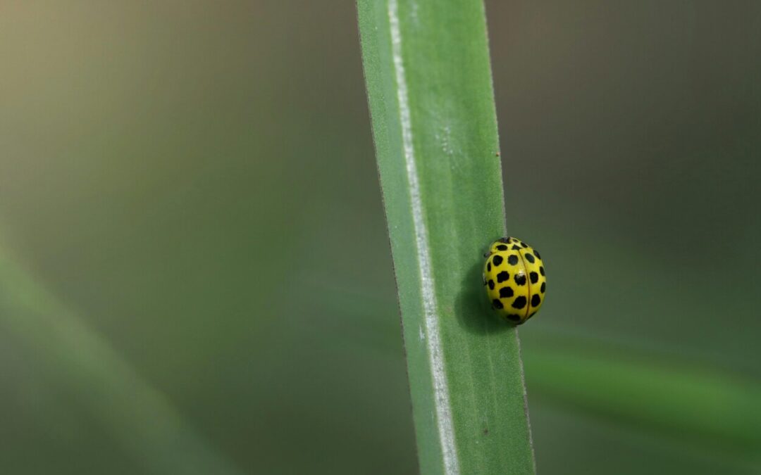 Hoe Kan Ik De Geur Van Mijn Hond Verminderen?