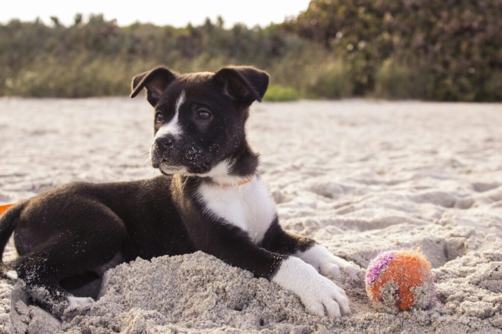 Hoe Kan Ik Mijn Puppy Socialiseren?