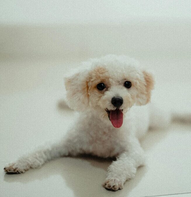 Hoe Vaak Moet Ik Mijn Hond Wassen?