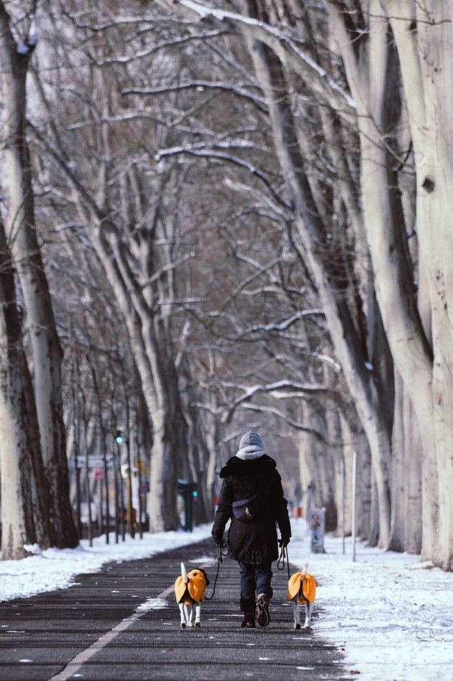 Hoe Vind Ik Een Goede Hondenuitlaatservice?