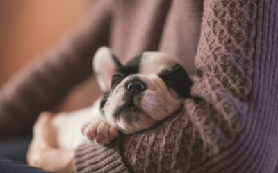 Welke Vaccinaties Heeft Een Puppy Nodig?